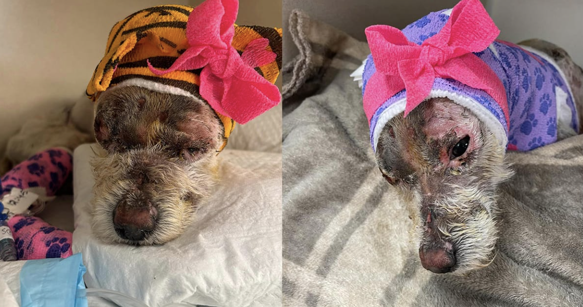 Dog Set on Fire Makes Amazing Recovery Thanks to Rescue