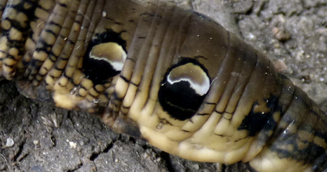 The Fascinating Snake-Like Caterpillar Discovered in Argentina