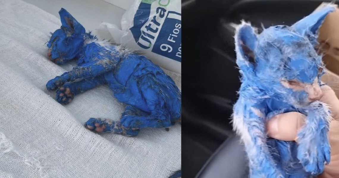 A Heartwarming Transformation: Rescuers Save and Revive Blue the Cat