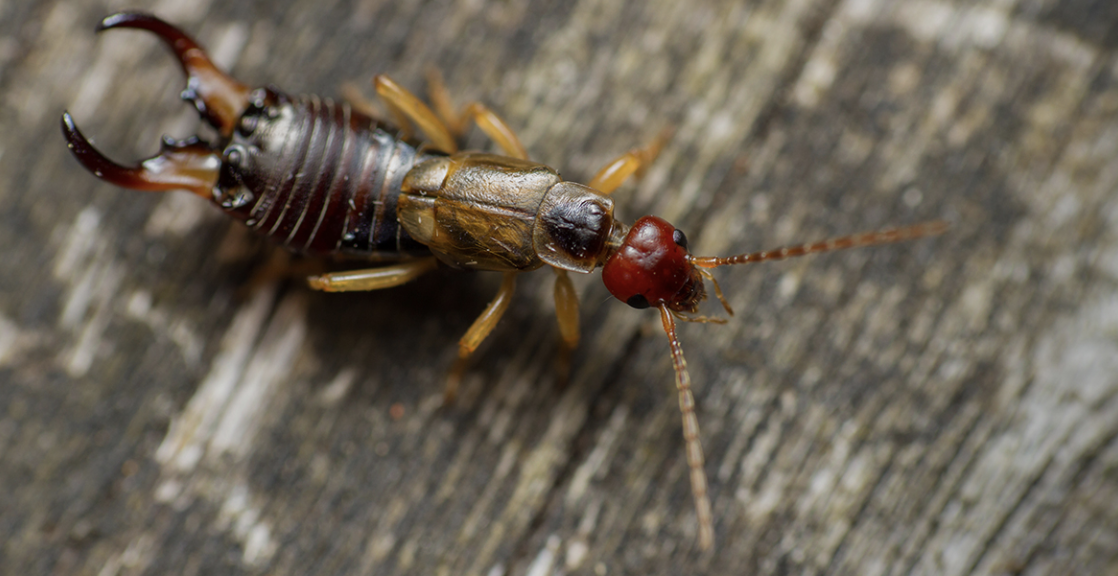 Say Goodbye to Creepy Crawlies with This Simple Hack