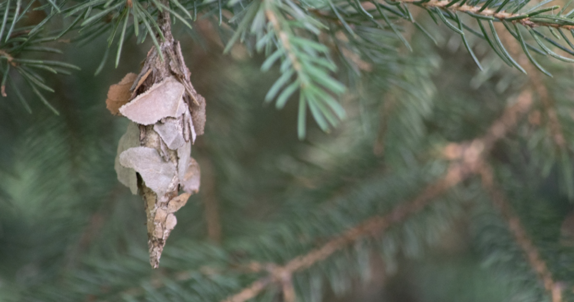 Protecting Your Trees from Evergreen Bagworms