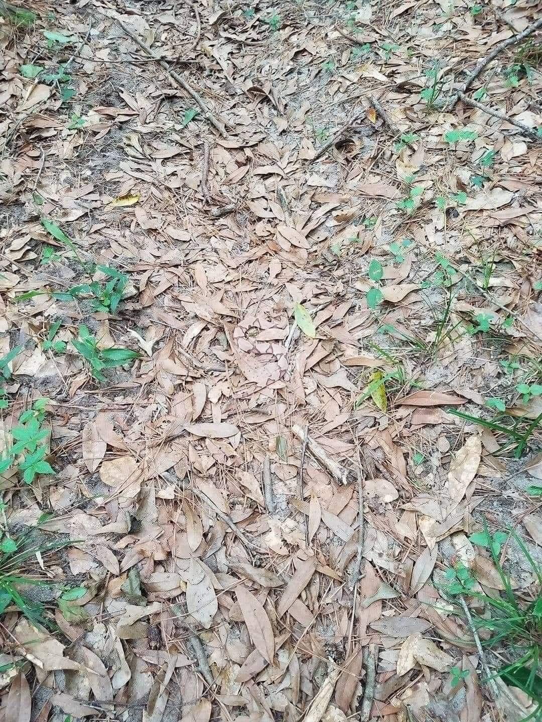 The Camouflaged Threat of the Copperhead Snake