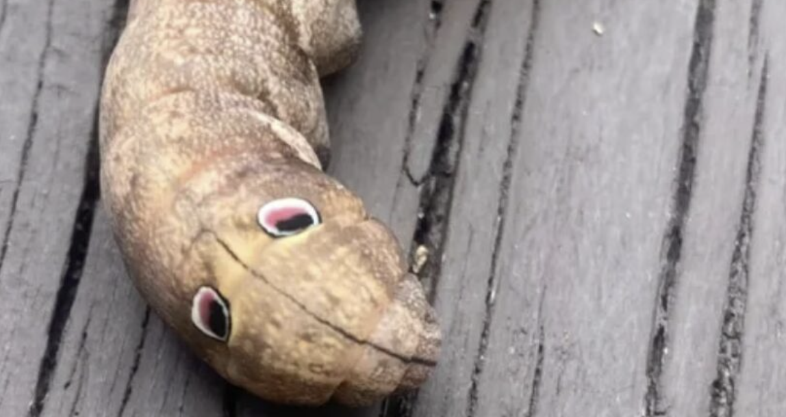 If you see this ‘googly-eyed’ creature in your backyard, here’s what it means