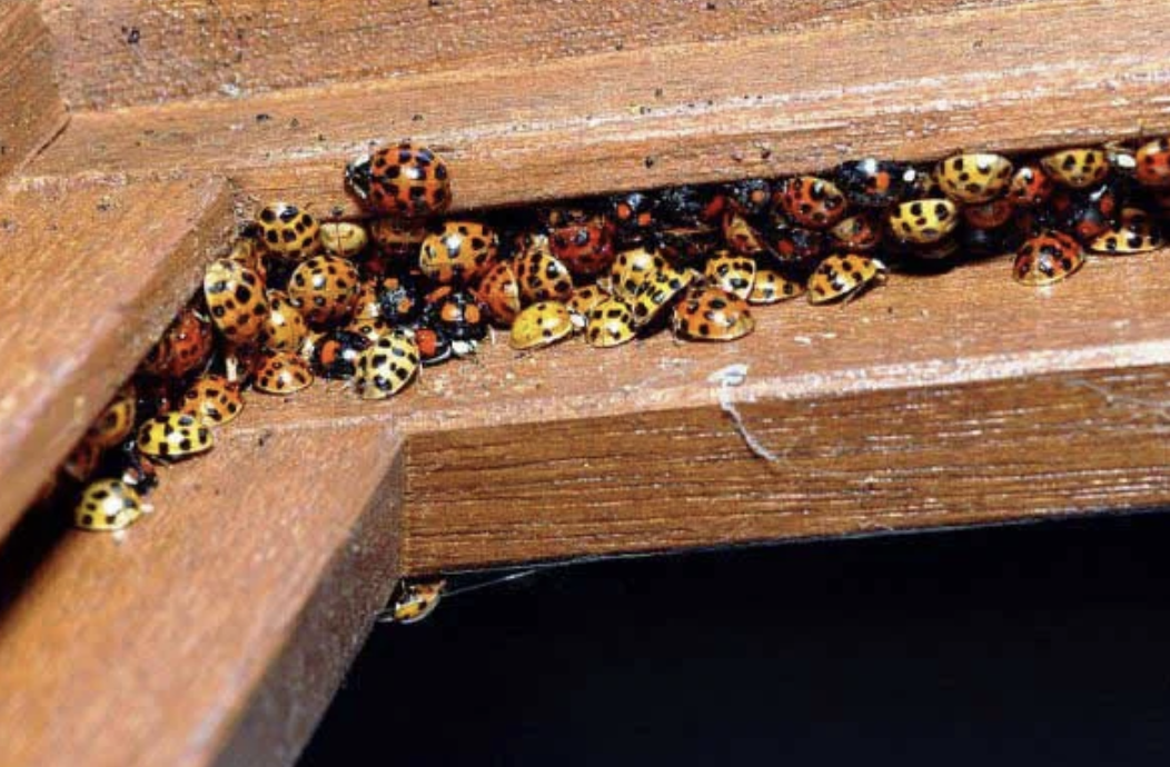 How To Take Care Of Invading Lady Beetles