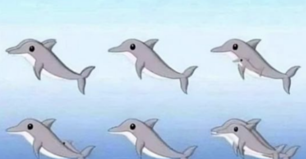 How Many Dolphins Can You Spot?