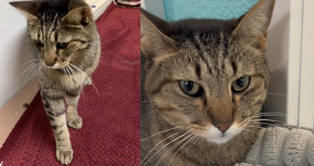 Heartbreaking Reunion: Senior Cat Seeks New Home After 7 Years