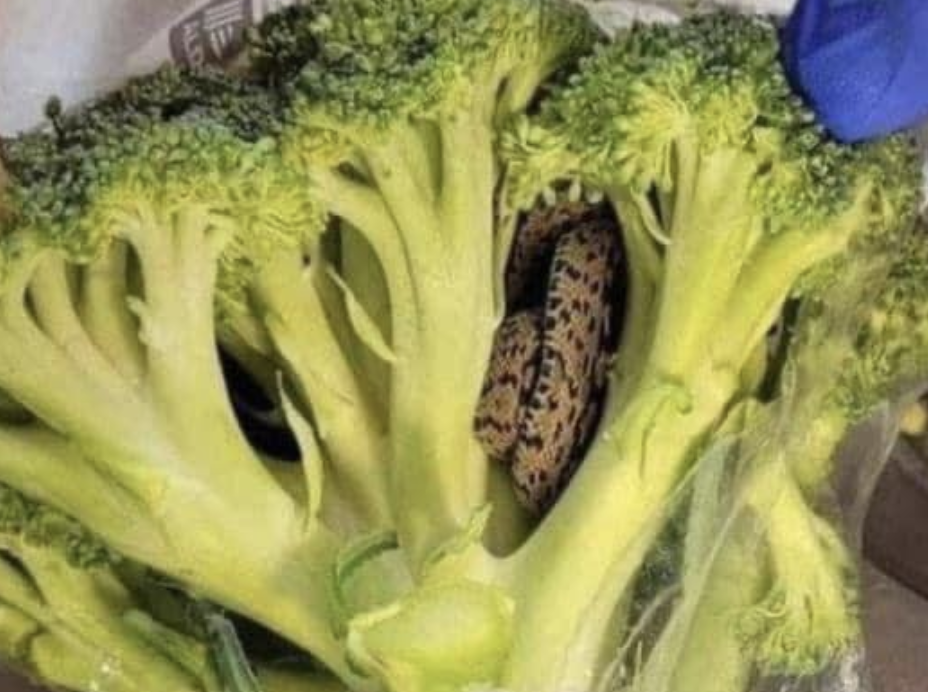 Shocking Encounter: Man’s Horrifying Discovery Inside Bag of Aldi-Bought Broccoli