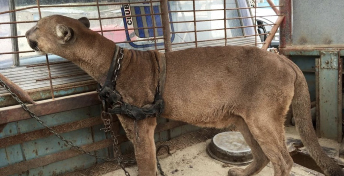 Mufasa the Mountain Lion: A Story of Freedom and Resilience