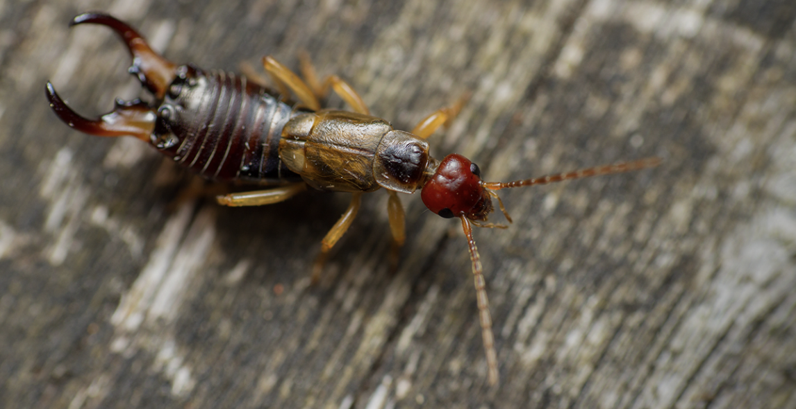 A Handy Solution for Dealing with Earwigs at Home