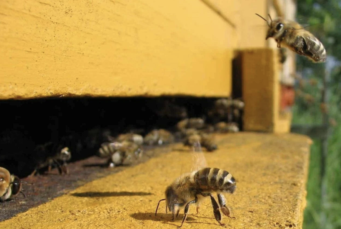 Protecting Mail Carriers from Wasp Nests