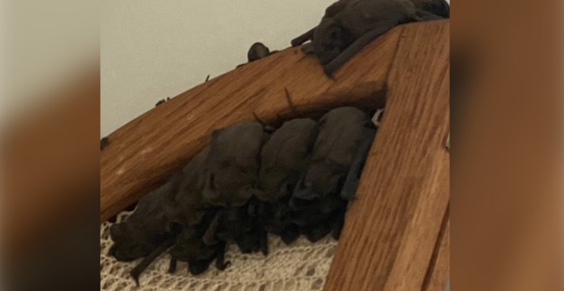 A Bat Invasion Forces Family Out of Their Home