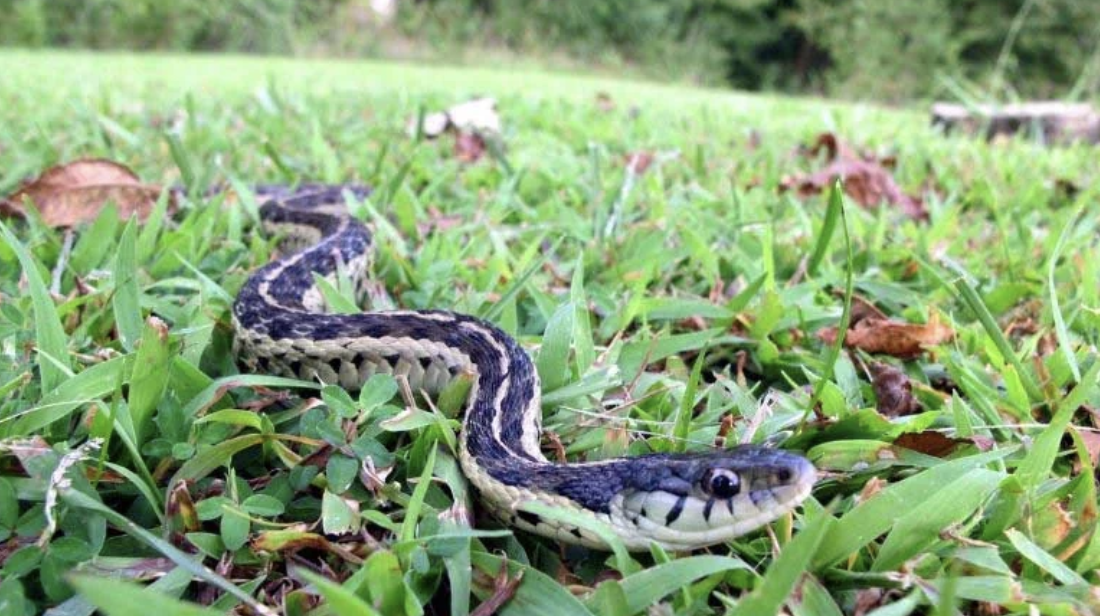 8 Easy Ways to Keep Snakes Away from Your Yard