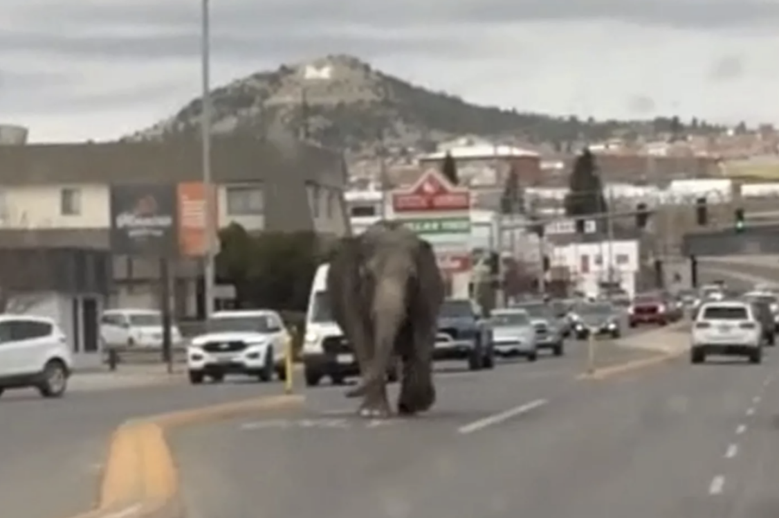 Elephant Roams Streets of Butte, Montana After Escaping from Circus: ‘Man, They Move Fast’