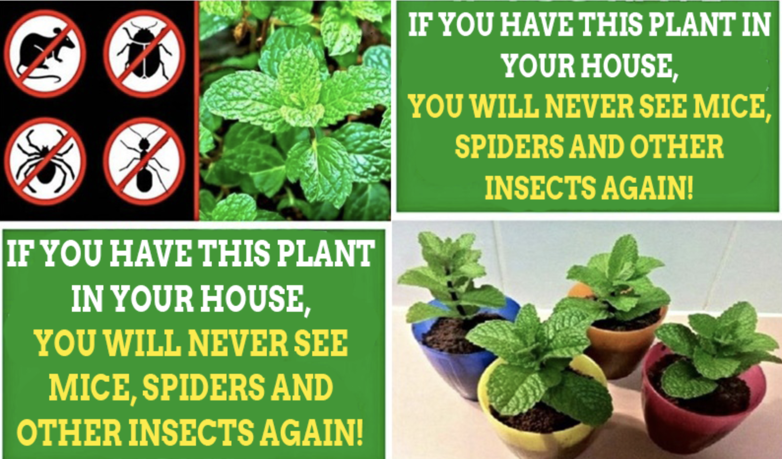 Natural Insect Repellent: Say Goodbye to Pests with Mint