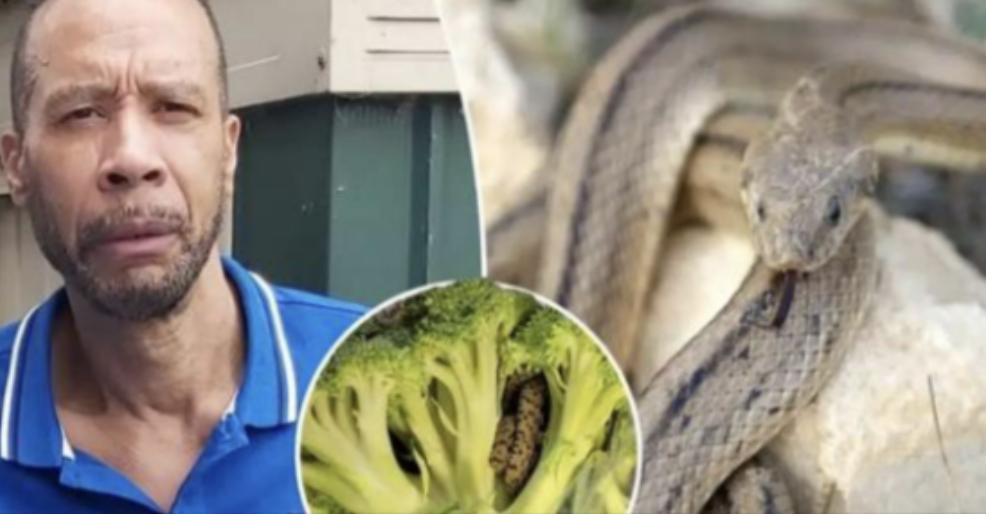 Shocking Encounter: Man’s Horrifying Discovery Inside Bag of Aldi-Bought Broccoli