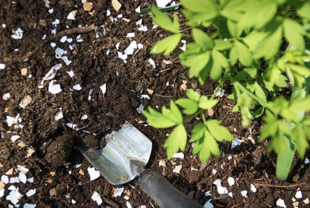 Brilliant Ways To Use Eggshells In Your Garden