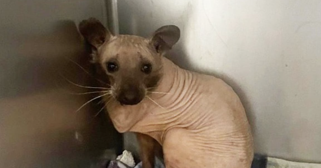 Animal Rescued from the Cold Turns Out to Be a Hairless Raccoon!