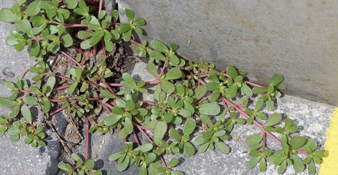 Don’t Remove This Weed if You See It: Here Are 10 Reasons Why