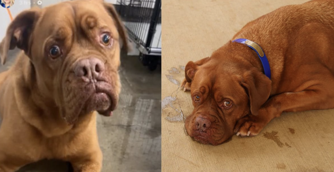 Heartbreak for Dog Surrendered to Shelter