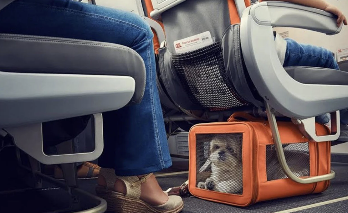 Exciting News: Pets Allowed In the Cabin!