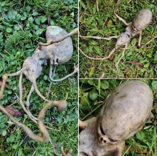 Neighbor Finds Mysterious ‘Alien’ Object in Their Backyard, Baffling the Internet