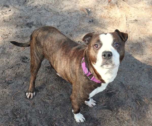 Dog was abandoned in the park – now he delights senior citizens in his new home