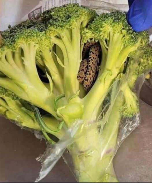 Shocking Encounter: Man’s Horrifying Discovery Inside Bag of Aldi-Bought Broccoli