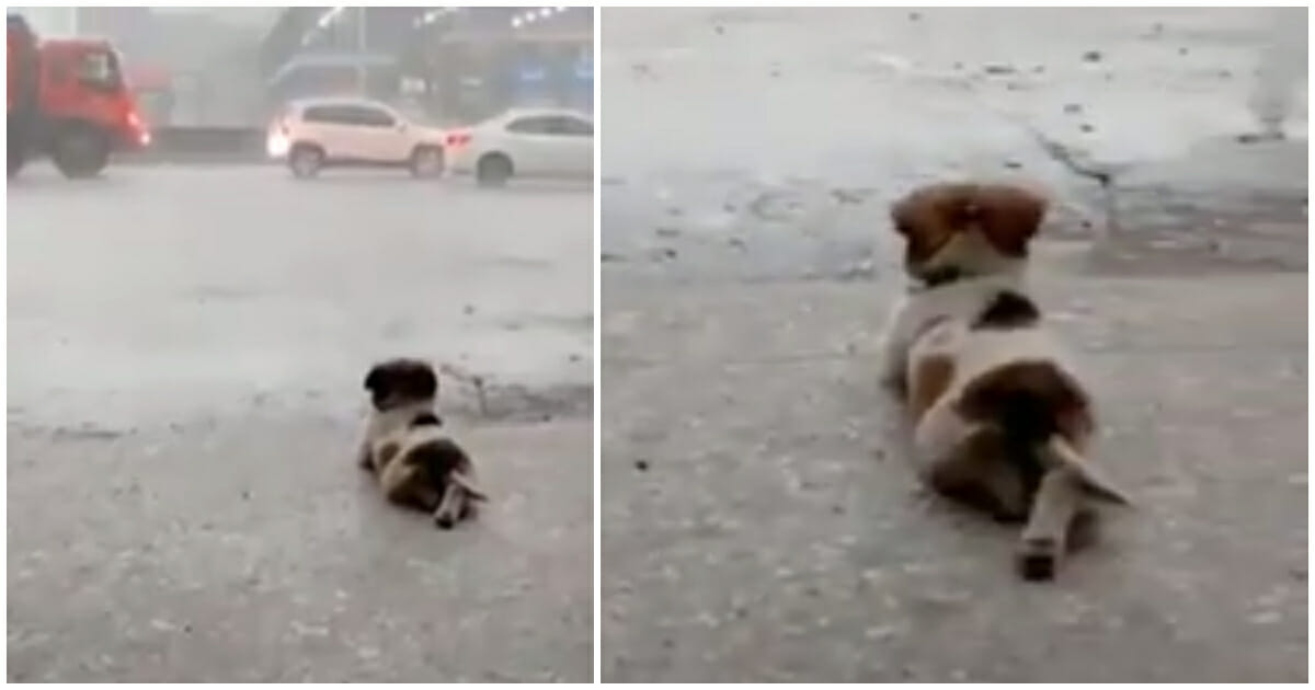 A Heartwarming Sight: Dog Enjoys Watching the Rain in Popular Video