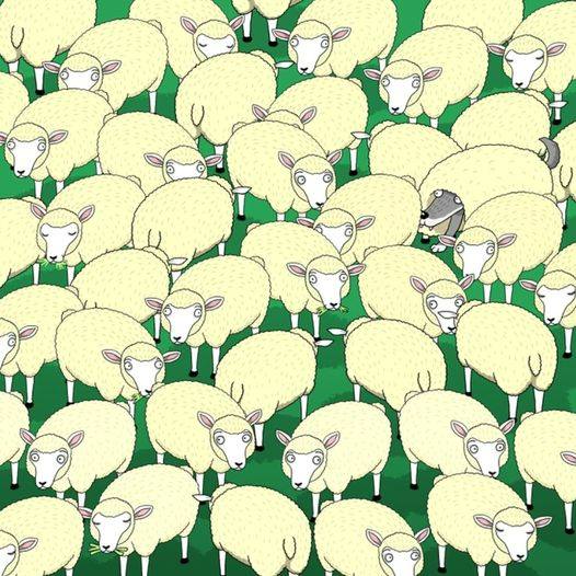 Can You Spot the Hidden Wolf Among the Sheep? Test Your Observation Skills!