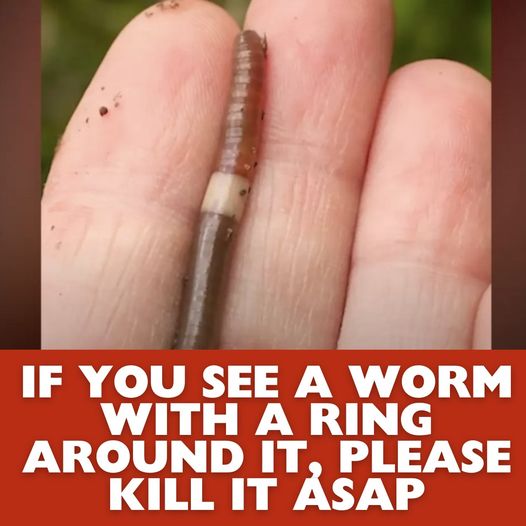 Protect Your Garden: Eliminate the Invasive Jumping Worm