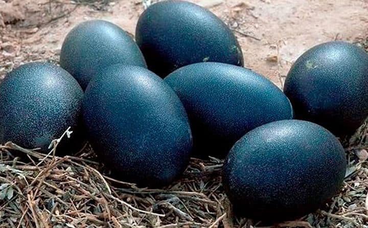 A farmer found black eggs and when THIS hatched he was seriously scared!