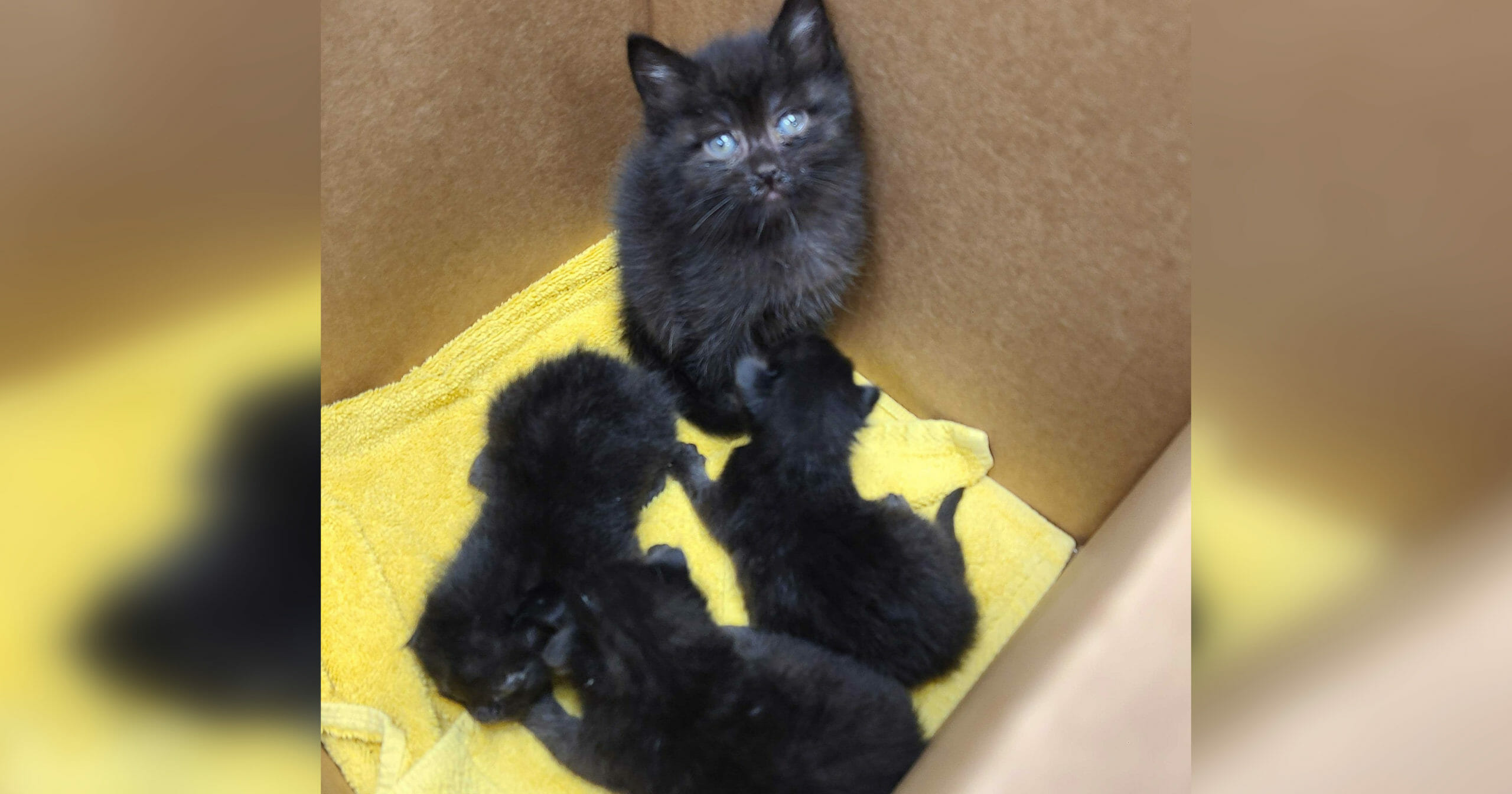 Most Responsible Kitten in the World: 6-Week-Old Kitten Found Caring for Three Newborns