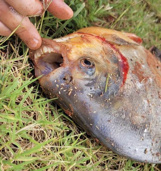 Oklahoma Boy’s Surprising Catch: A Fish With Human-Like Teeth!