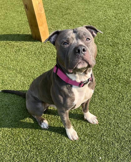 Dog loses hope, “cries endlessly” after 260 days in the shelter — looking for a perfect new home