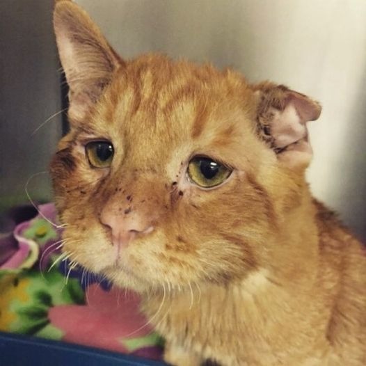 The Couple Wanted To Adopt a Cat And They Chose The Saddest And Most Unhappy Of All The Cats: The Happy Animal Changed Beyond Recognition In a Matter Of Hours!