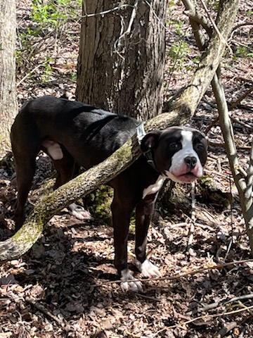 Abandoned Dog Tied to Tree Now Safe as Owner Faces Charges