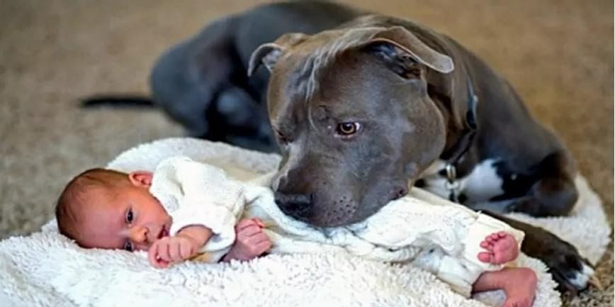 Dog Refuses To Let Baby Sleep Alone