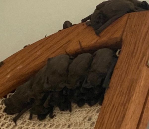 These creatures crawled out of the vents. Family immediately forced out of their home