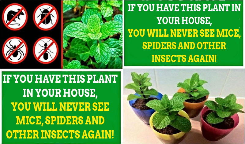 If You Have This Plant In Your House, You Will Never See Mice, Spiders and Other Insects Again!