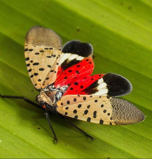 Stop Lanternflies: Here’s Why You Should Act Now