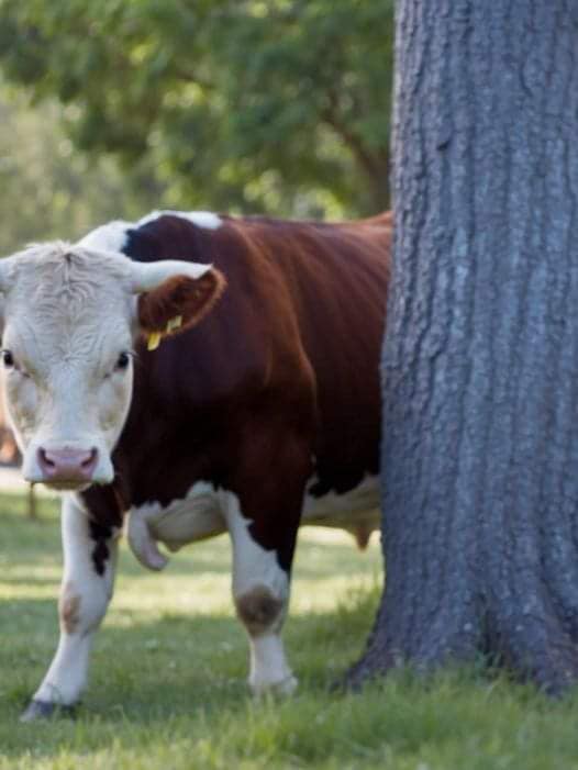 The Curious Case of the Disappearing Milk: A Farmer’s Adventure into the Woods