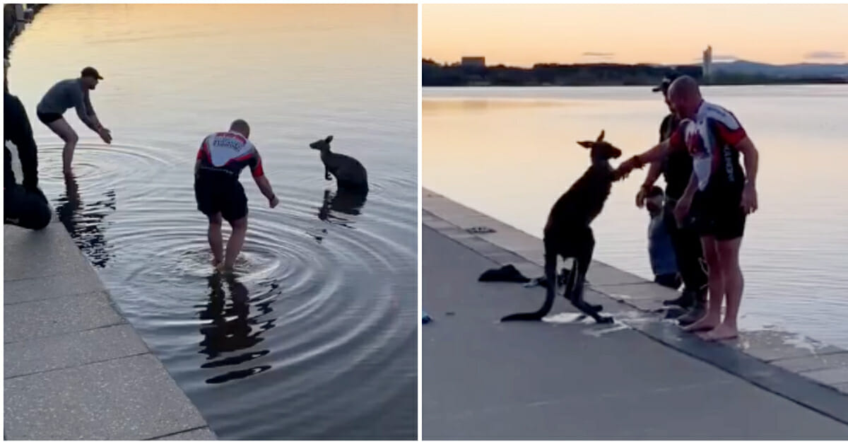 Thankful Kangaroo Offers a Handshake After Three Men Save It from Freezing Lake