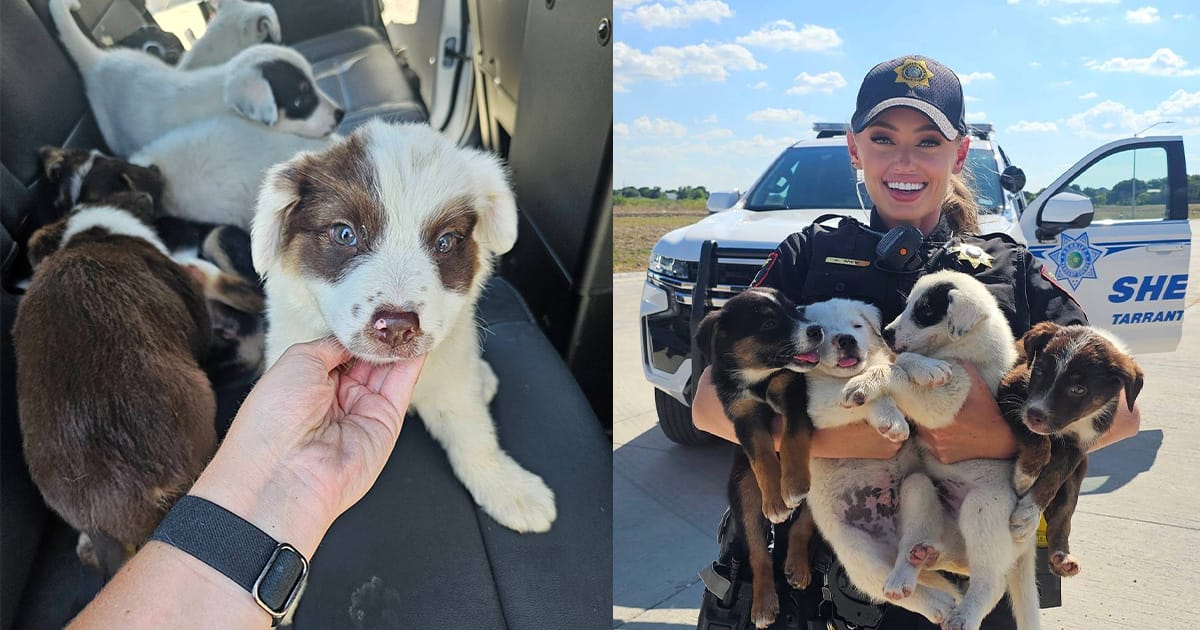 Eight puppies rescued after being abandoned in crate on 100-degree day