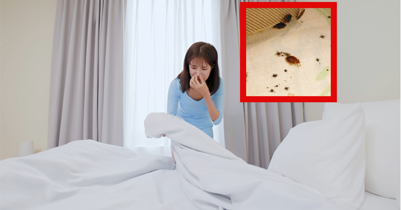 How Often Should You Wash Your Sheets and Bedding? (Karen’s Rant)