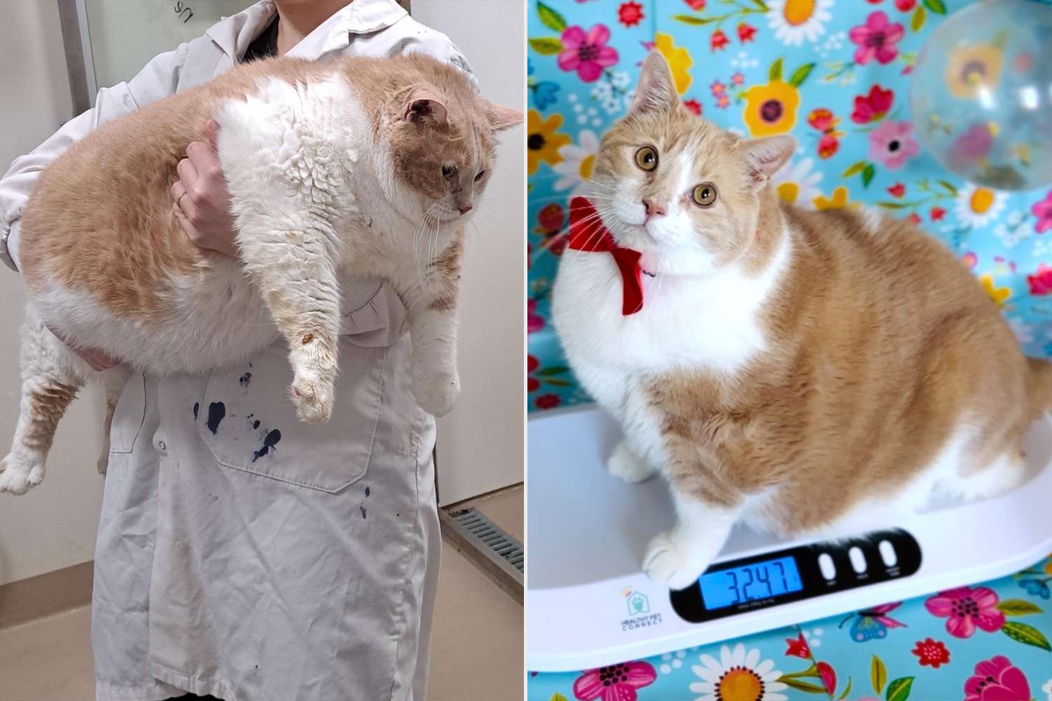 Canadian Cat Named Axel ‘Biggie Smalls’ Has Weight Loss Journey Documented — and Becomes a TikTok Star!