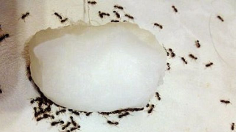 Easy Ways To Get Rid Of Ants In The House