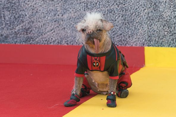 Peggy, Once Dubbed ‘Britain’s Ugliest Dog,’ Now Stars in a Film With Ryan Reynolds and Hugh Jackman