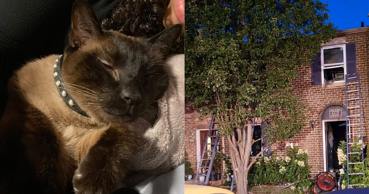 Hero Cat Saves Family by Waking Them Up During House Fire, Dies of Smoke Inhalation