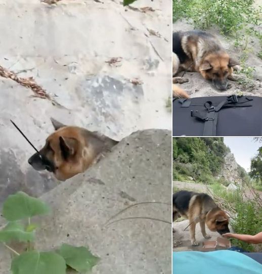 German Shepherd Rescued from Canyon, Bound with Zip Tie