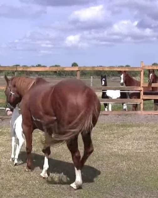 Horse Gives Birth to Rare Foal